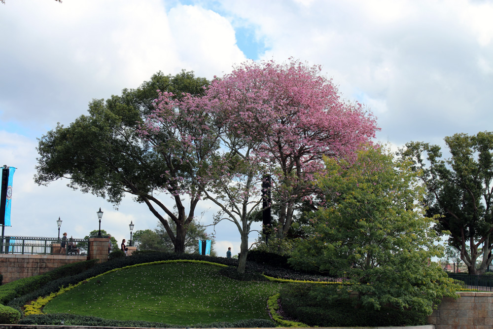 lovely blossoming tree in Epcot